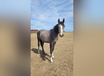 Westphalien, Jument, 3 Ans, Gris