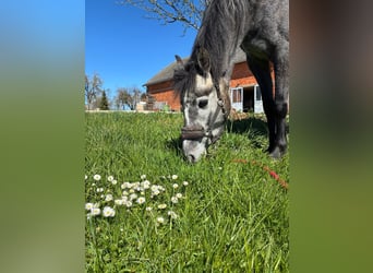 Westphalien, Jument, 4 Ans, 135 cm, Gris noir