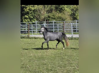 Westphalien, Jument, 4 Ans, 135 cm, Gris noir