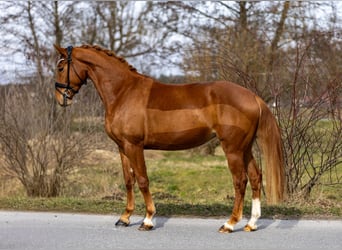 Westphalien, Jument, 4 Ans, 156 cm, Alezan