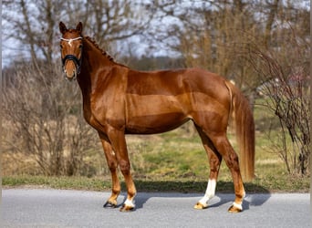 Westphalien, Jument, 4 Ans, 156 cm, Alezan