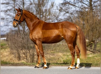 Westphalien, Jument, 4 Ans, 156 cm, Alezan