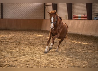 Westphalien, Jument, 4 Ans, 158 cm, Alezan