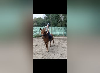 Westphalien, Jument, 4 Ans, 158 cm, Alezan