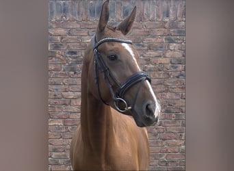 Westphalien, Jument, 4 Ans, 160 cm, Alezan brûlé