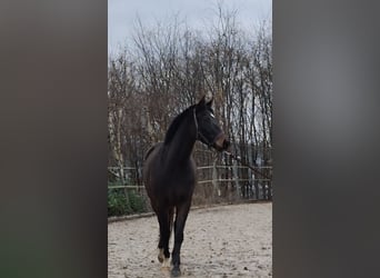 Westphalien, Jument, 4 Ans, 160 cm, Bai