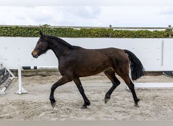 Westphalien, Jument, 4 Ans, 160 cm, Bai