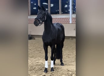 Westphalien, Jument, 4 Ans, 160 cm, Noir