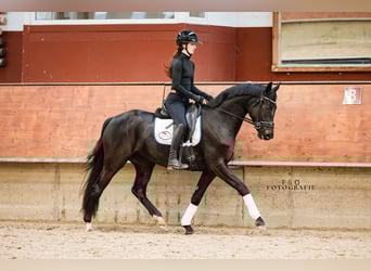 Westphalien, Jument, 4 Ans, 161 cm, Bai brun foncé