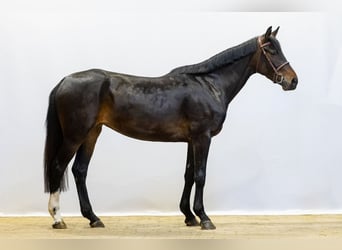 Westphalien, Jument, 4 Ans, 161 cm