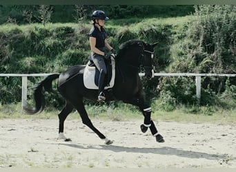 Westphalien, Jument, 4 Ans, 161 cm, Noir