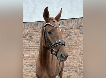 Westphalien, Jument, 4 Ans, 162 cm, Alezan brûlé