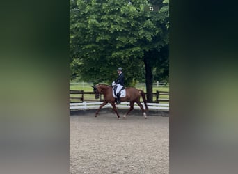Westphalien, Jument, 4 Ans, 162 cm, Alezan