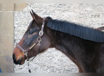 Westphalien, Jument, 4 Ans, 162 cm, Bai brun