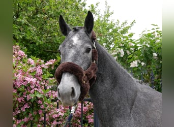Westphalien, Jument, 4 Ans, 162 cm
