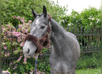 Westphalien, Jument, 4 Ans, 162 cm