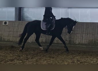 Westphalien, Jument, 4 Ans, 162 cm, Noir