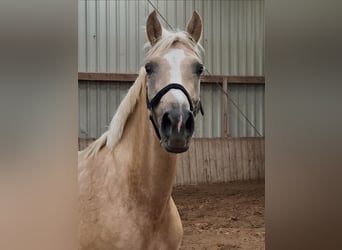 Westphalien, Jument, 4 Ans, 162 cm, Palomino
