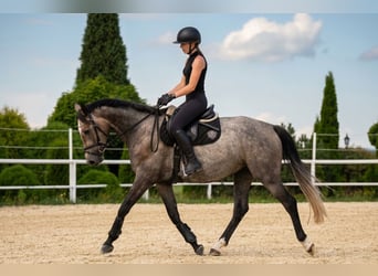 Westphalien, Jument, 4 Ans, 163 cm, Gris