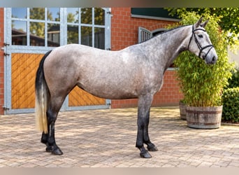 Westphalien, Jument, 4 Ans, 163 cm, Gris