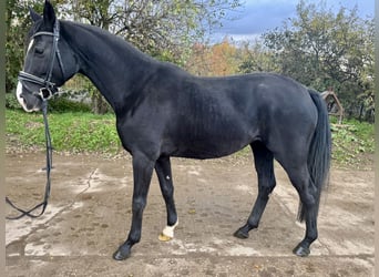 Westphalien, Jument, 4 Ans, 163 cm, Noir
