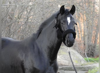 Westphalien, Jument, 4 Ans, 163 cm, Noir