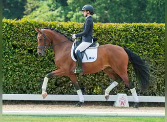 Westphalien, Jument, 4 Ans, 164 cm, Bai