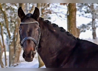 Westphalien, Jument, 4 Ans, 164 cm, Noir