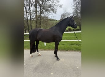 Westphalien, Jument, 4 Ans, 164 cm, Noir