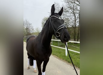 Westphalien, Jument, 4 Ans, 164 cm, Noir