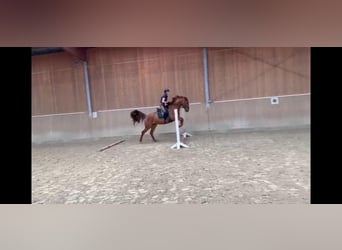 Westphalien, Jument, 4 Ans, 165 cm, Alezan brûlé