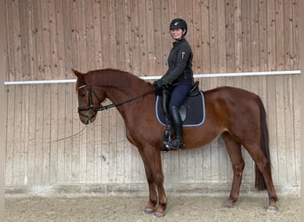 Westphalien, Jument, 4 Ans, 165 cm, Alezan brûlé