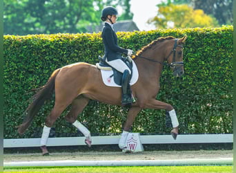 Westphalien, Jument, 4 Ans, 165 cm, Alezan