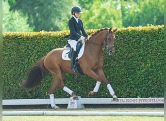 Westphalien, Jument, 4 Ans, 165 cm, Alezan
