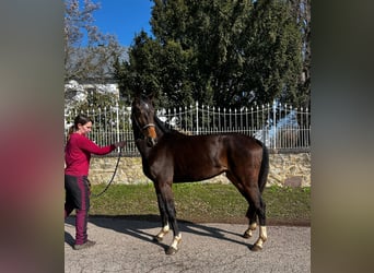 Westphalien, Jument, 4 Ans, 165 cm, Bai brun foncé