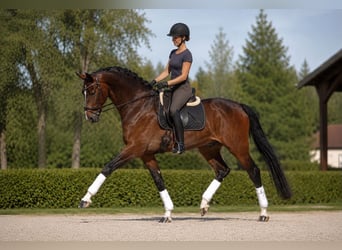 Westphalien, Jument, 4 Ans, 165 cm, Bai