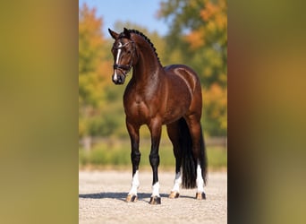 Westphalien, Jument, 4 Ans, 165 cm, Bai