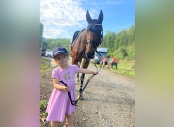 Westphalien, Jument, 4 Ans, 165 cm, Bai