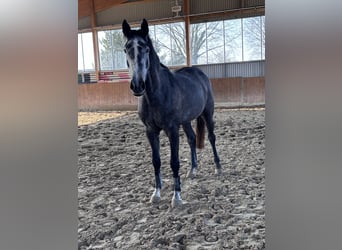 Westphalien, Jument, 4 Ans, 165 cm, Gris pommelé