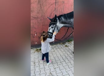 Westphalien, Jument, 4 Ans, 165 cm, Gris pommelé