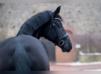 Westphalien, Jument, 4 Ans, 165 cm, Noir