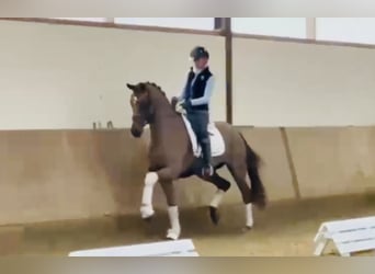 Westphalien, Jument, 4 Ans, 166 cm, Alezan brûlé