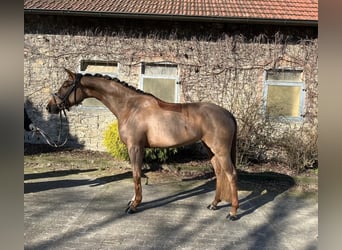 Westphalien, Jument, 4 Ans, 166 cm, Alezan brûlé