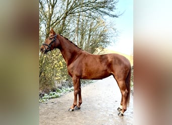 Westphalien, Jument, 4 Ans, 166 cm, Alezan