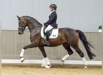 Westphalien, Jument, 4 Ans, 166 cm, Bai brun
