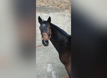 Westphalien, Jument, 4 Ans, 166 cm, Bai brun foncé