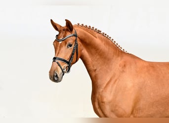 Westphalien, Jument, 4 Ans, 166 cm, Bai