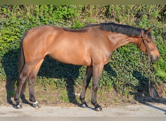 Westphalien, Jument, 4 Ans, 166 cm, Bai
