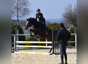 Westphalien, Jument, 4 Ans, 166 cm, Bai