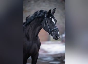 Westphalien, Jument, 4 Ans, 166 cm, Noir